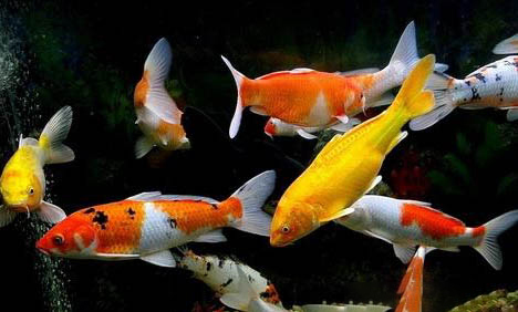 錦鯉和金魚的區別