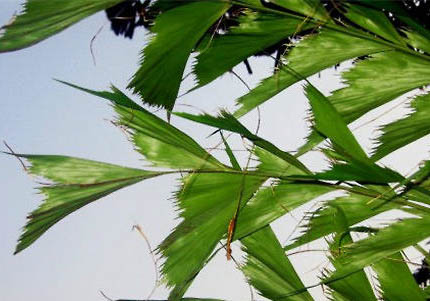 接吻魚(yú)怎么繁殖