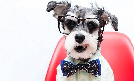 性格溫順的小型犬