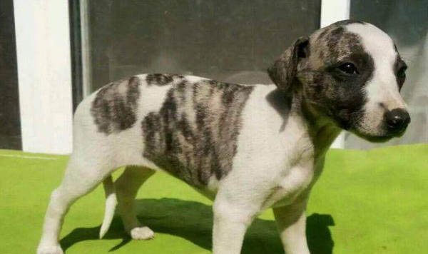 惠比特犬如何訓(xùn)練