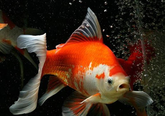 小金魚會和主人互動嗎