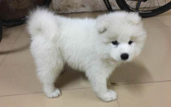 幼犬泰迪什么時候打針