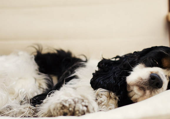美國可卡犬肥胖怎么減肥