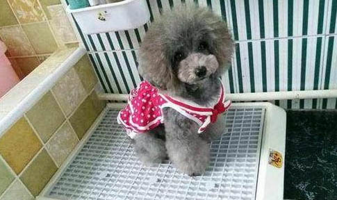 狗狗拉肚子可以只喝水嗎