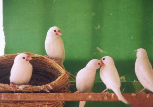 白文鳥養一只可以嗎