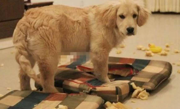 狗狗腹水什么癥狀