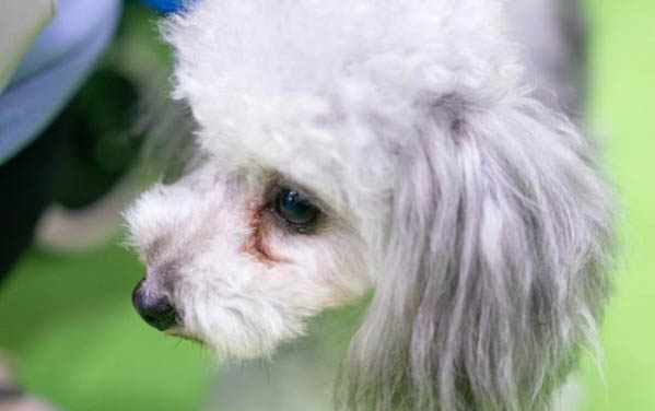 狗狗安眠藥在哪里買