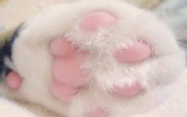 貓咪可以吃阿莫西林嗎