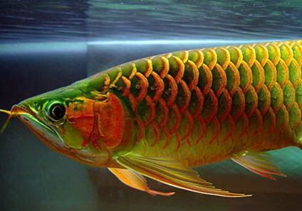 什么觀賞魚好看又好養(yǎng)