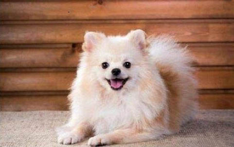 懷孕狗吃生雞蛋可以嗎