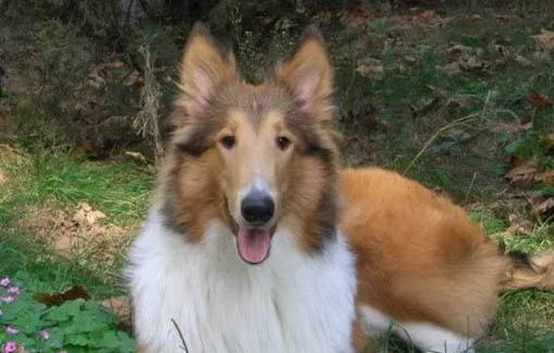 蘇格蘭牧羊犬的壽命一般是多久
