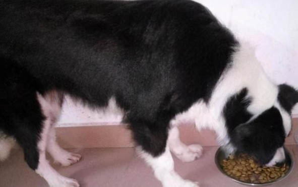 選購英國古代牧羊犬時要注意什么