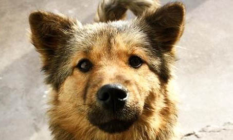 中華田園犬貧血這么辦,土狗貧血的原因及治療方法
