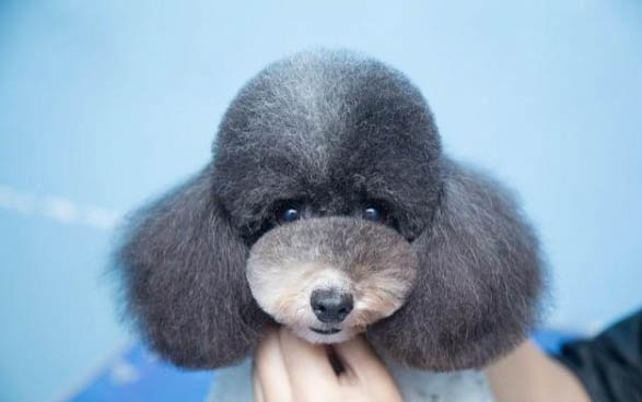 泰迪狗毛打結怎么處理