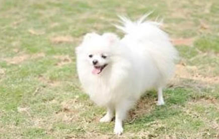 博美犬如何訓練