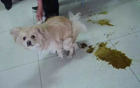 為什么狗狗在床上撒尿