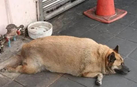 狗狗耳朵真菌感染用什么藥最好