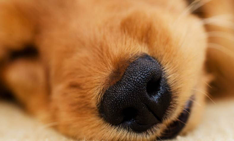 狗狗傷口不縫針會自愈嗎?