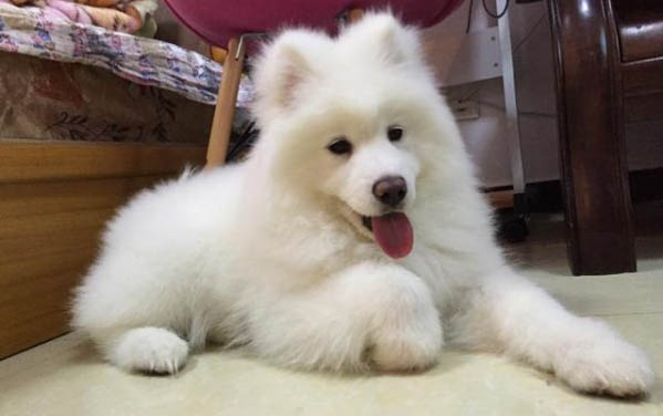 如何自制大型狗糧盒子