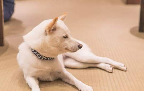 白色柴犬為什么那么貴