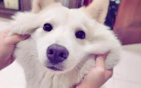 犬瘟熱如何治療