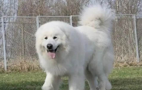 大白熊犬為什么禁養(yǎng)