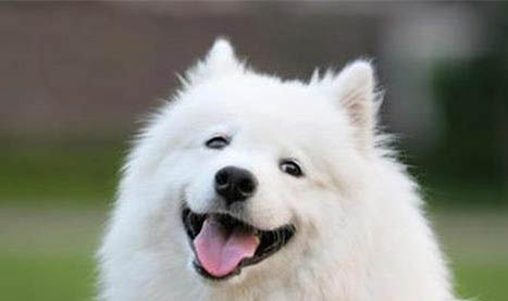 為什么狗狗會得腦炎