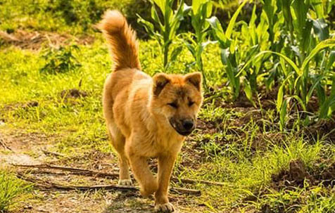 一個月中華田園犬如何喂養