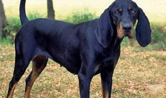 紅骨獵浣熊犬干咳的原因及處理方法