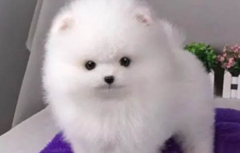 如何養(yǎng)博美犬?