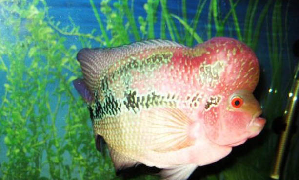 羅漢魚最多可以餓幾天