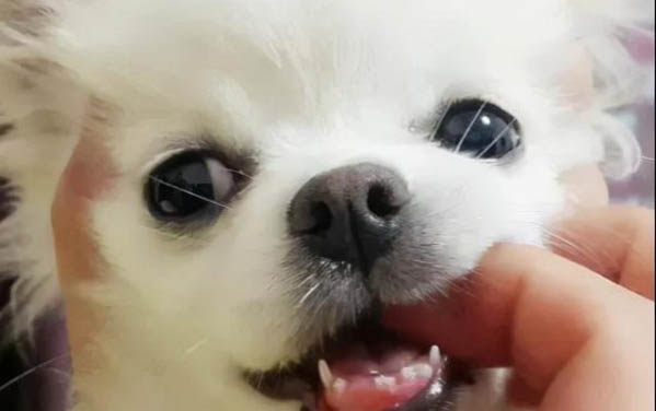 狗狗可以吃腸胃寶嗎