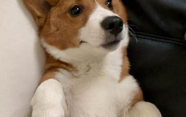 狗狗可以吃冬瓜嗎