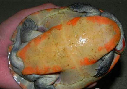 紅腹短頸龜可以和魚一起混養嗎