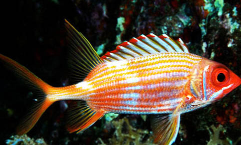 熱帶魚眼睛鼓起來了
