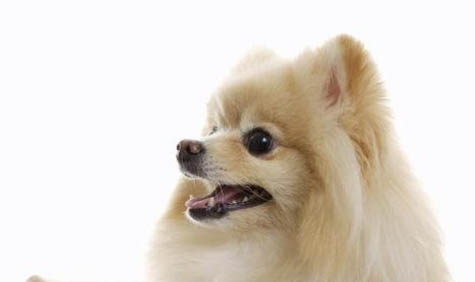 博美犬怎么飼養