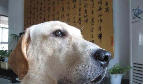狗狗可以吃韭菜餃子么?