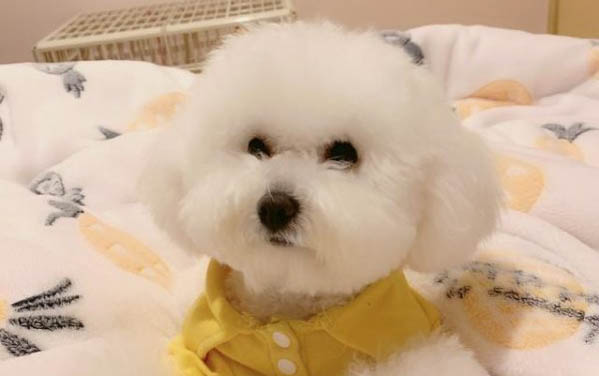 狗狗假咬主人什么意思