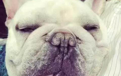 法國斗牛犬體內(nèi)炎癥如何消炎