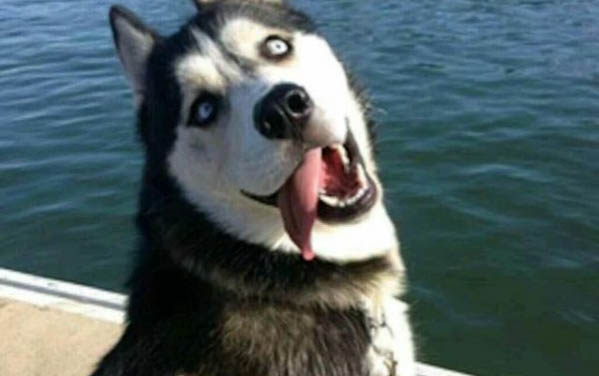養狗的短句