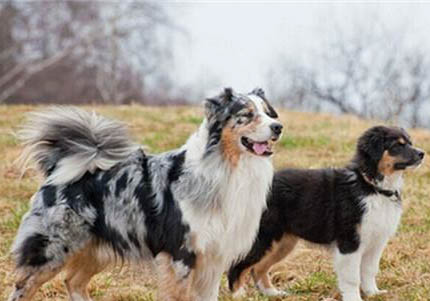 澳大利亞牧羊犬可以吃葡萄嗎?