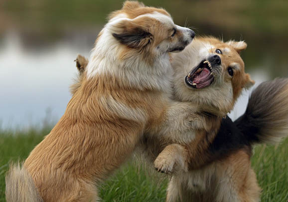 德國牧羊犬都有哪些品種