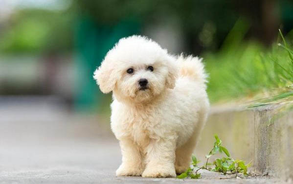 狗的分類標準是什么