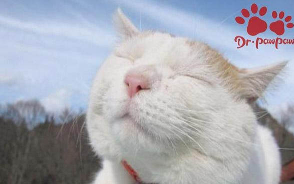 貓尿毒癥有哪些癥狀表現