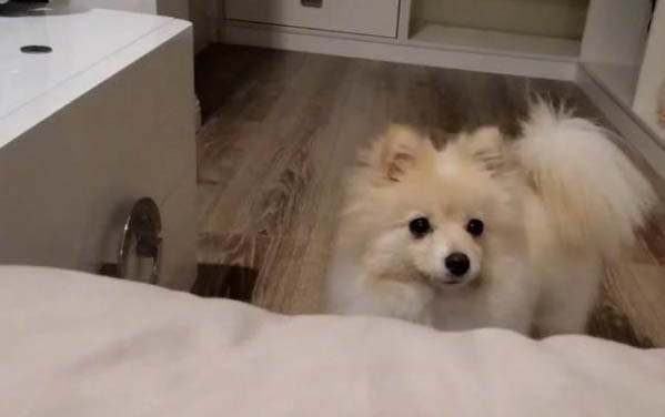 博美犬和泰迪哪個好