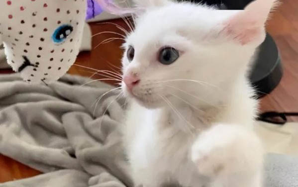 小貓咪剃光胎毛可以讓毛發(fā)更好不