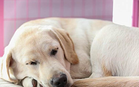 狗狗打完狂犬疫苗多久能出門?