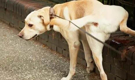 狗能吃地瓜嗎