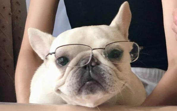 小狗大小便訓練