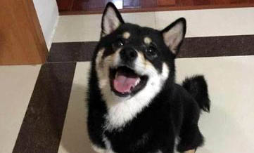 柴犬是不是只認一個主人？